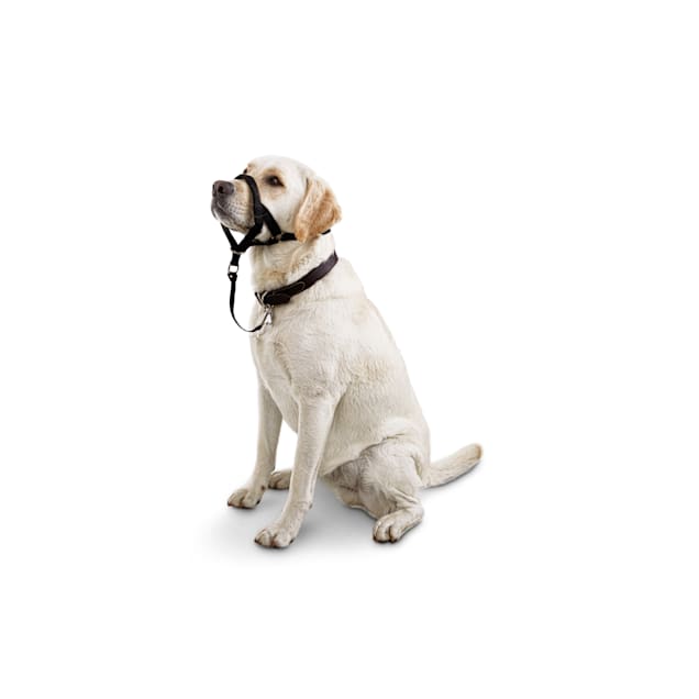 EveryYay Head of the Class Head Halter for Dogs Medium Petco