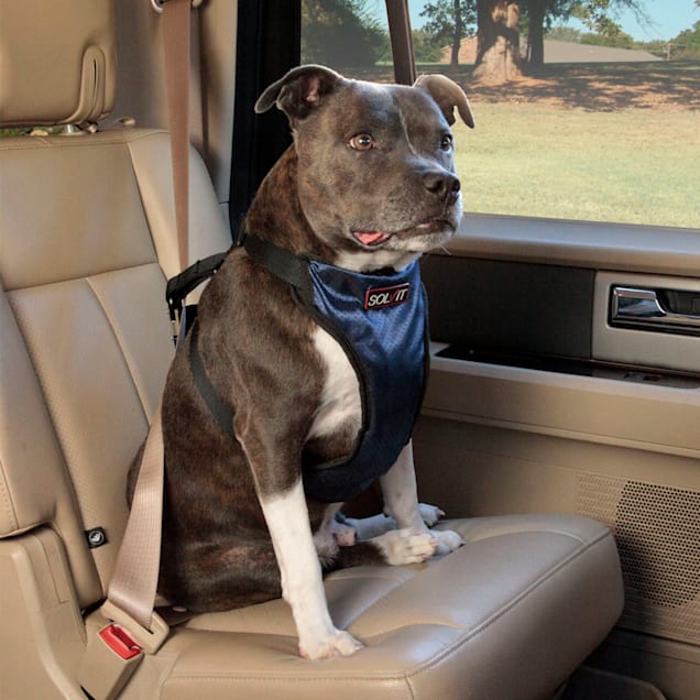 Car safety for large dogs Clearance