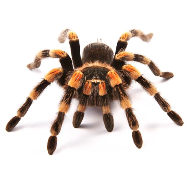 How To Take Care Of Tarantulas