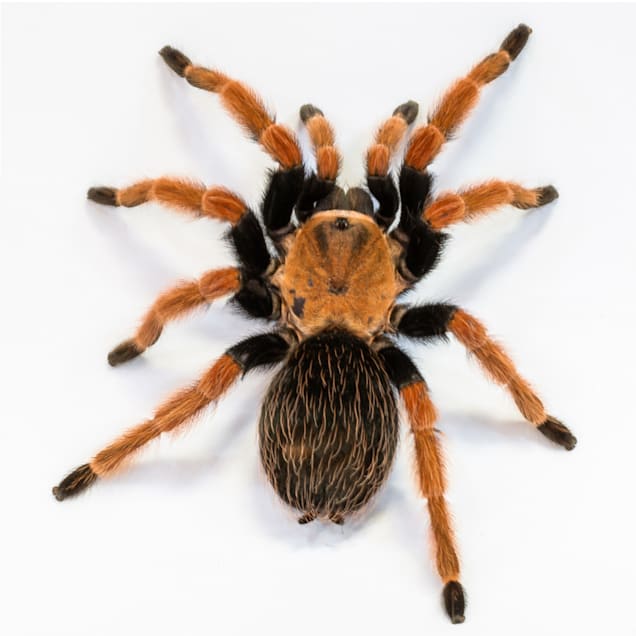 Pet stores near me that discount sell tarantulas