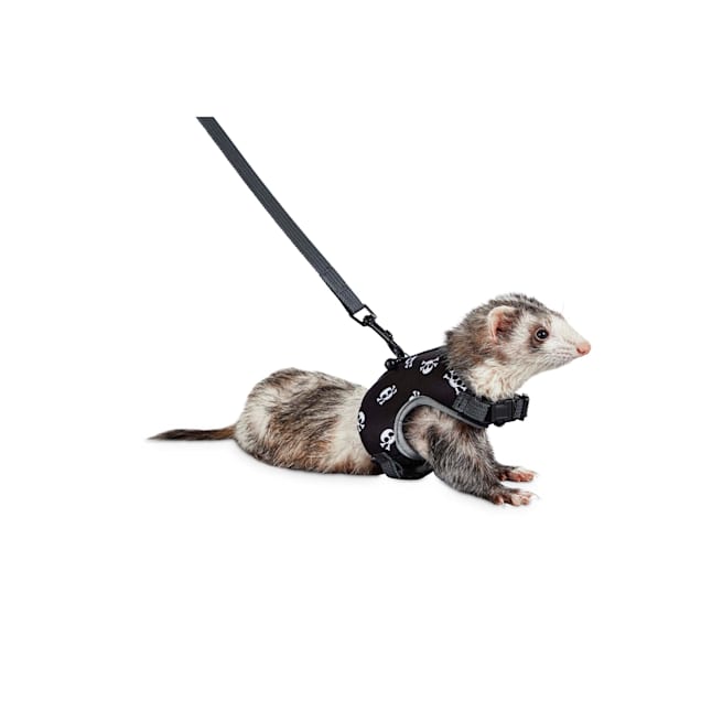 ferret in a harness