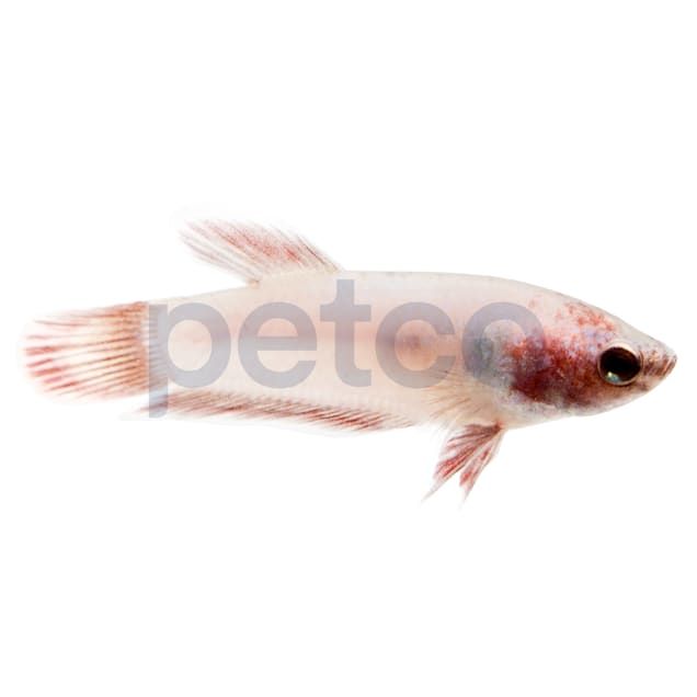 Baby Girl Bettas For Sale Order Online Petco