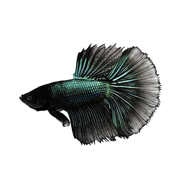 Black orchid betta care top