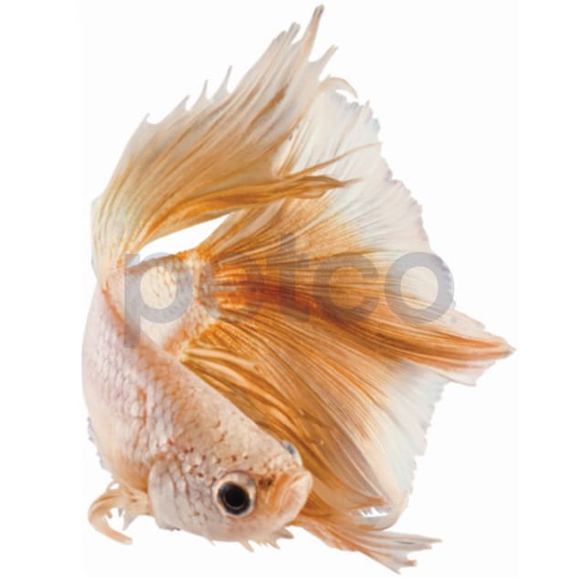 Male Rose Gold Bettas for Sale: Order Online