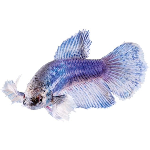Elephant Ear Betta For Sale Female Petco