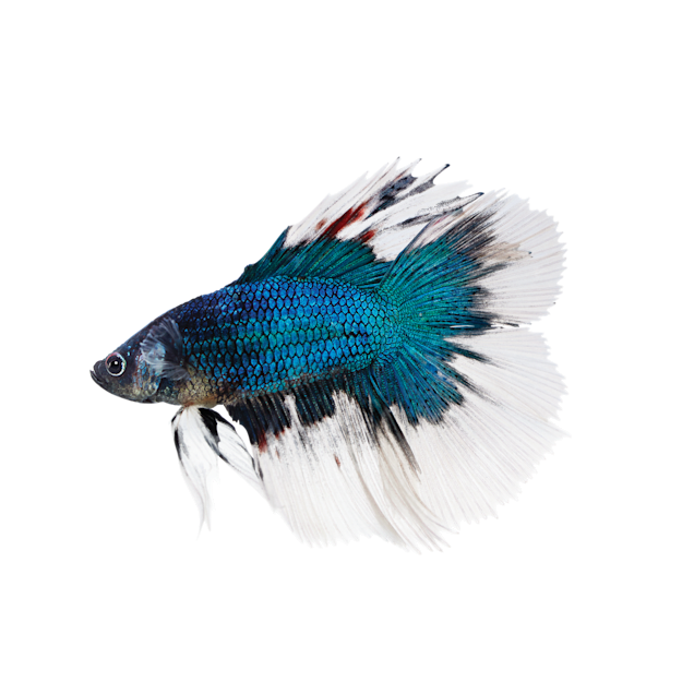 Butterfly betta for sale hotsell