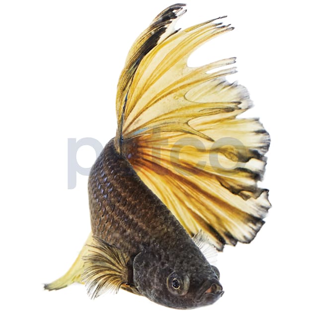 Bumblebee betta fish deals for sale
