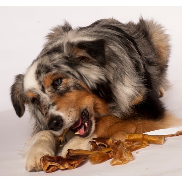 Yoghund Go Bark Naked Natural Premium Variety Pack Of Chews For Dog 12 Oz Petco Dogs can vary their barks depending on what they're feeling or trying to say. yoghund go bark naked natural premium variety pack of chews for dog 12 oz