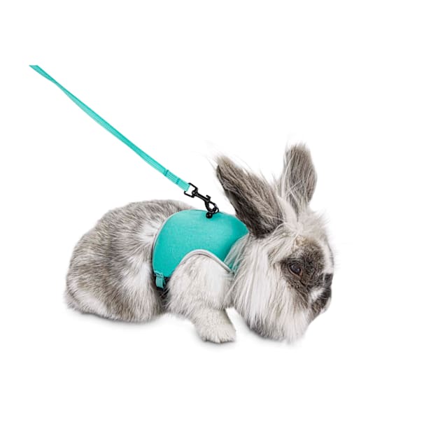 Petco harness and leash