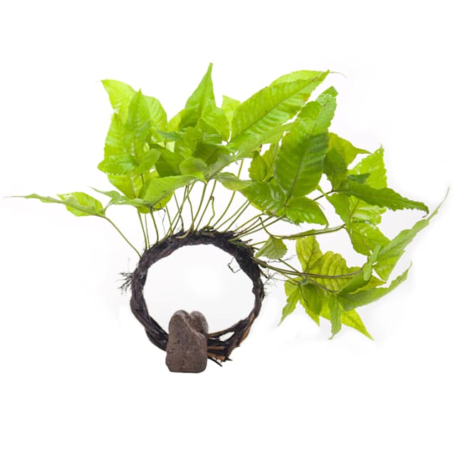 Petco live aquatic plants outlet