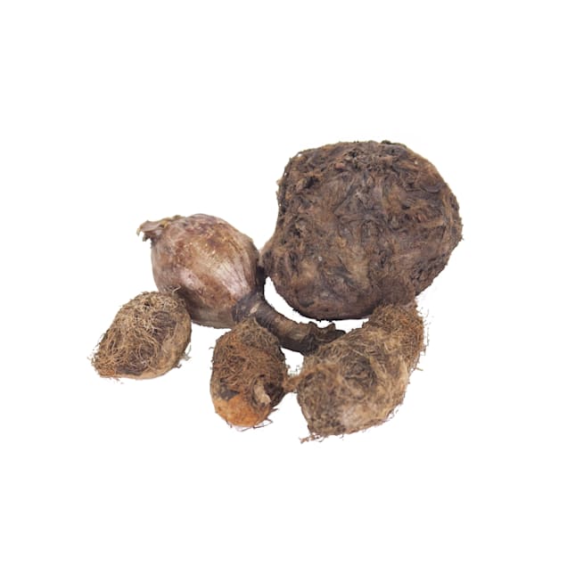 Top fin live plant bulbs outlet