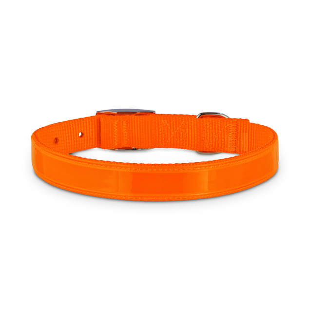 Good2go led dog collar sales