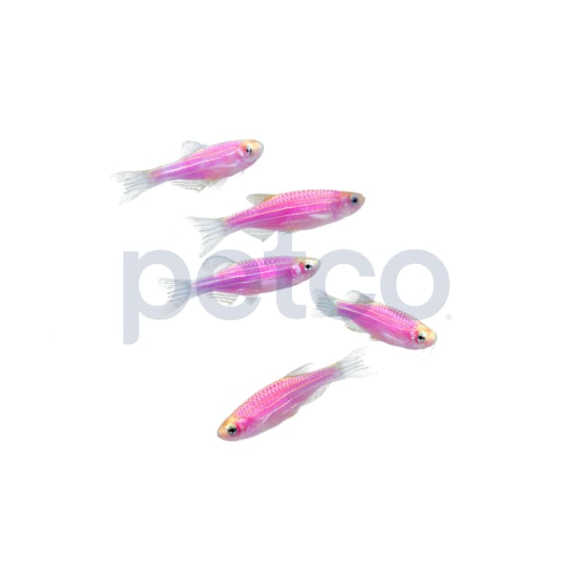 Galactic Purple Danio For Sale - 5 Pack