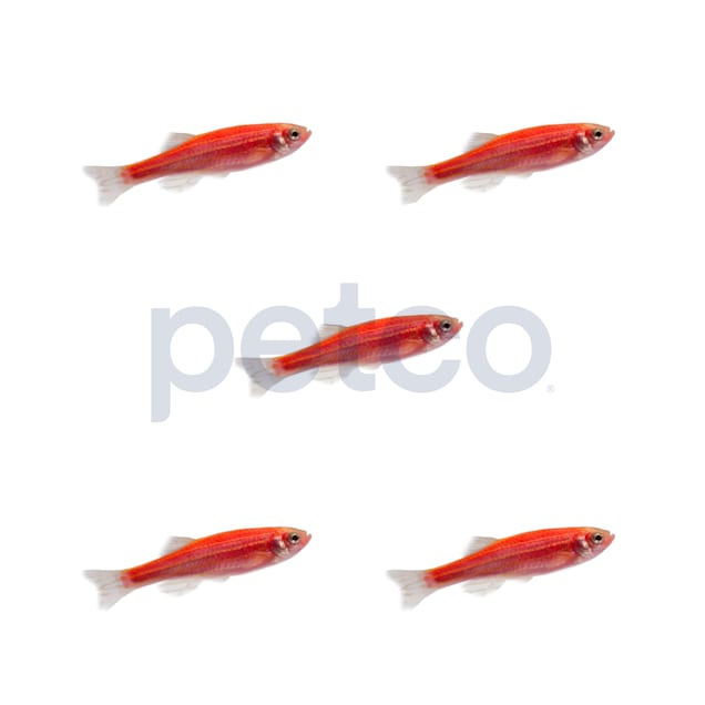 Starfire Red Danio For Sale - 5 Pack