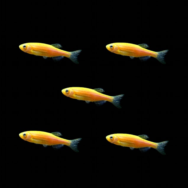 Moonrise Pink Longfin Tetra 5 For Sale - 5 Pack