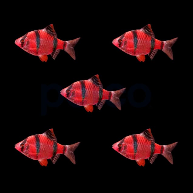 Starfire red tiger cheap barb glofish care