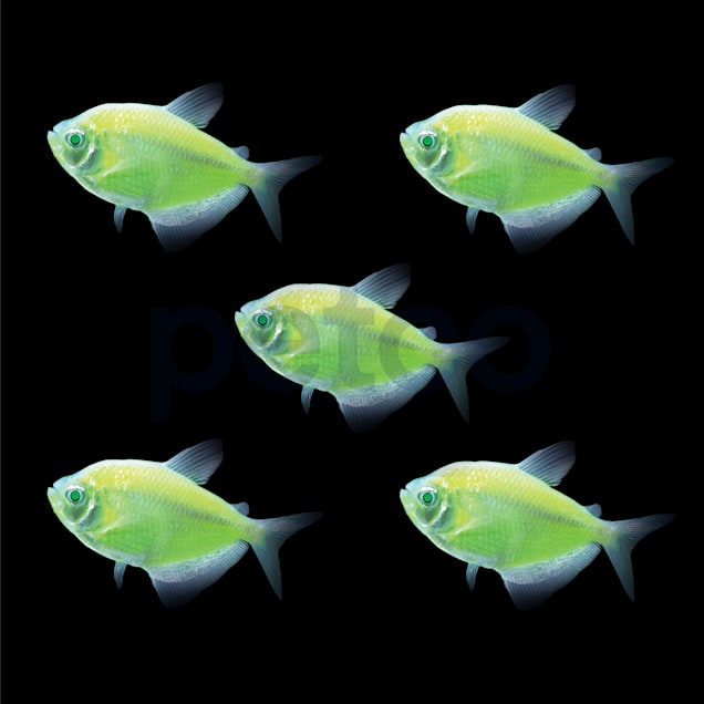 Moonrise Pink Longfin Tetra 5 For Sale - 5 Pack