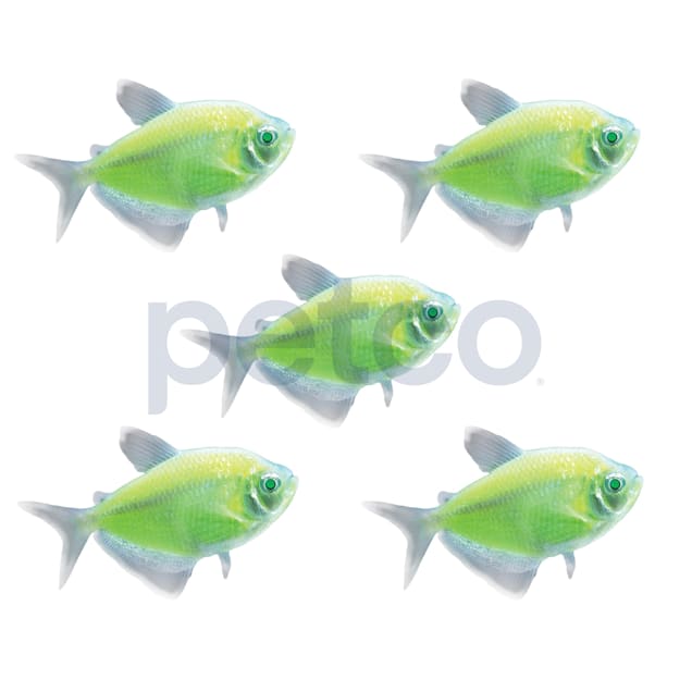 Electric Green Tetra For Sale - 5 Pack