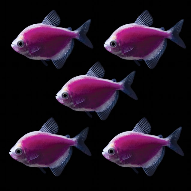 Galactic Purple Tetra For Sale - 5 Pack