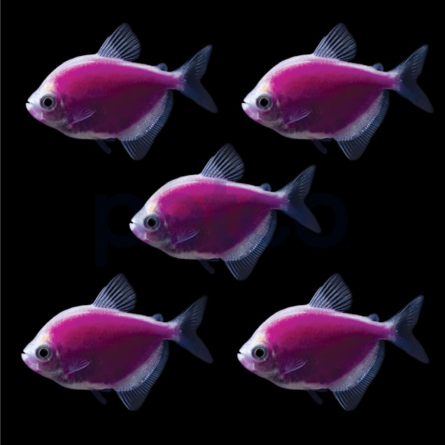 Petco 5 cheap for 5 fish