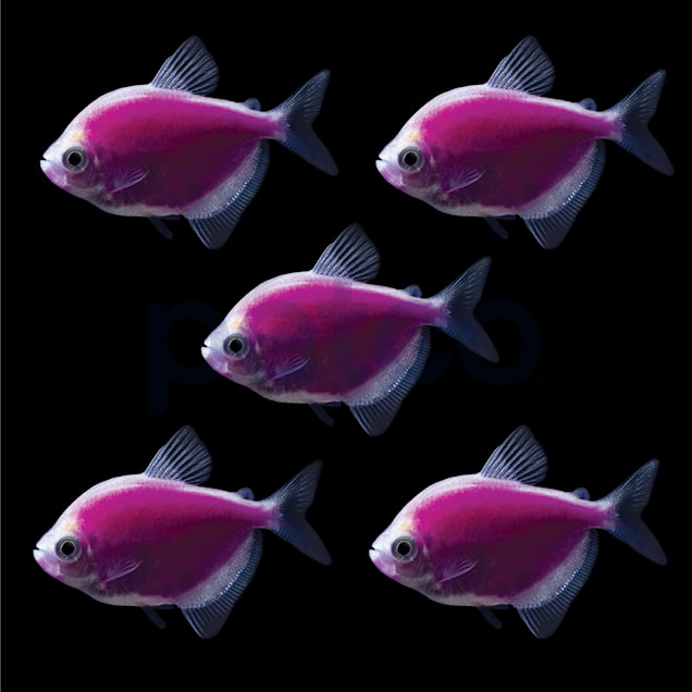 Galactic Purple Tetra For Sale - 5 Pack