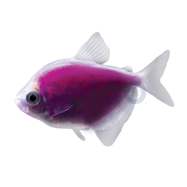 Galactic Purple Tetra For Sale - 5 Pack | Petco