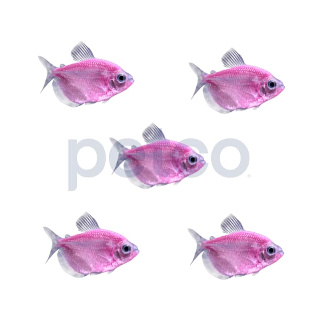 Moonrise Pink Tetra - 5 Pack