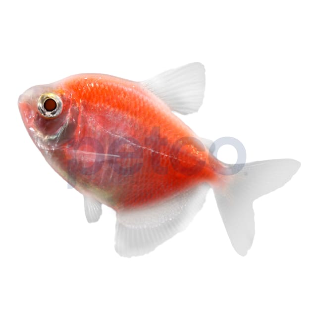 Starfire Red Tetra For Sale 5 Pack Petco