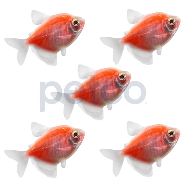 Moonrise Pink Glofish Tetra - Get Your Freshwater Fish Here!