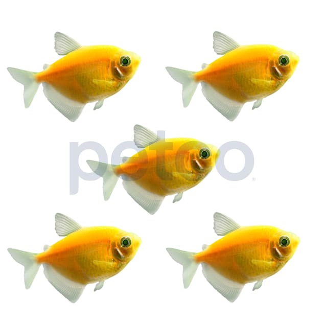 Petco tetra clearance