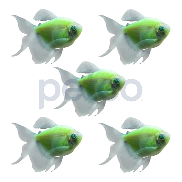 Tetra Fish Breed Information and Pictures - PetGuide