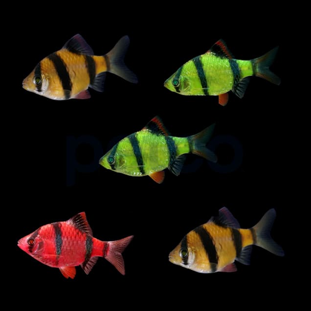 Starfire red tiger barb glofish care best sale