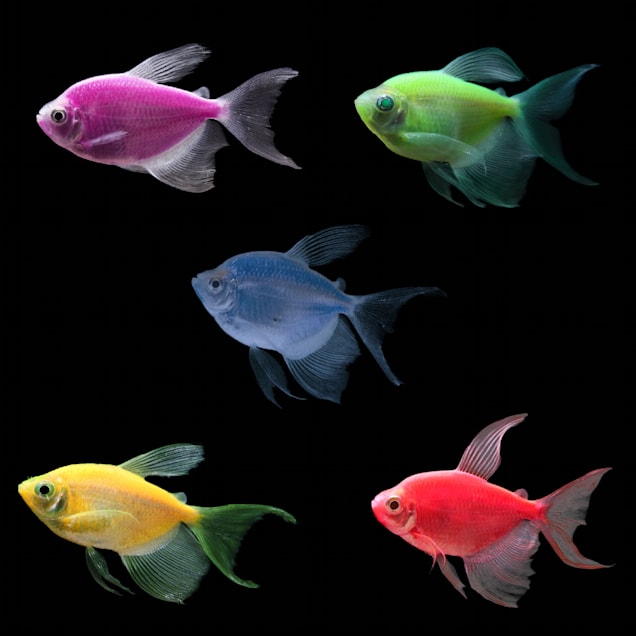 GloFish Longfin Tetra For Sale - 5 Pack Assorted