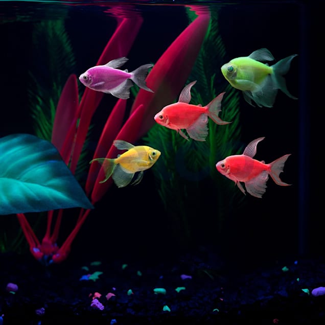Petco glofish top