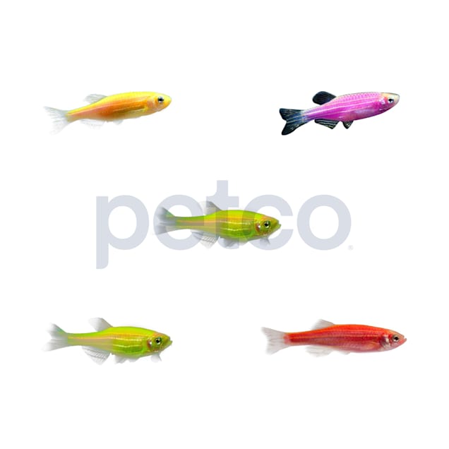 Moonrise Pink Longfin Tetra 5 For Sale - 5 Pack