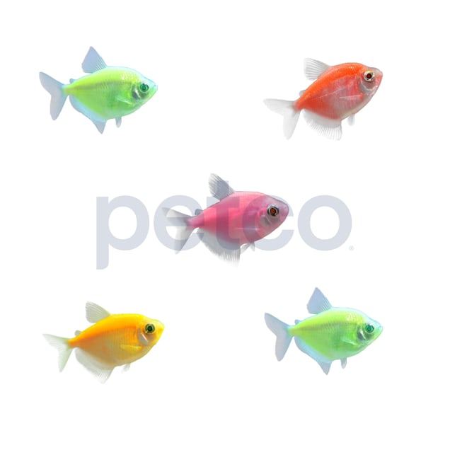 GloFish Tetra For Sale - 5 Pack Assorted