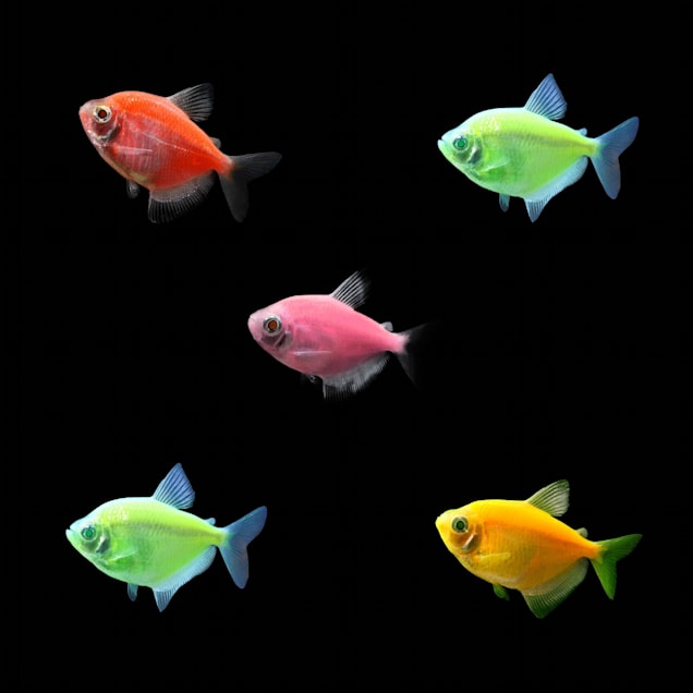 GloFish Tetra For Sale - 5 Pack Assorted