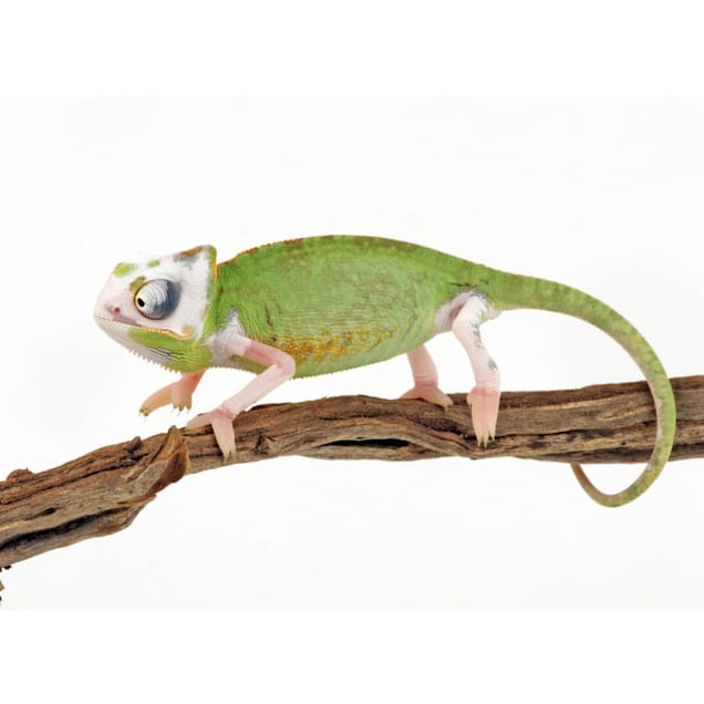 Jackson chameleon for sale petco 2025