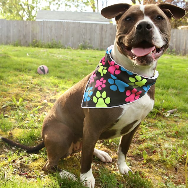 Petco clearance dog bandana