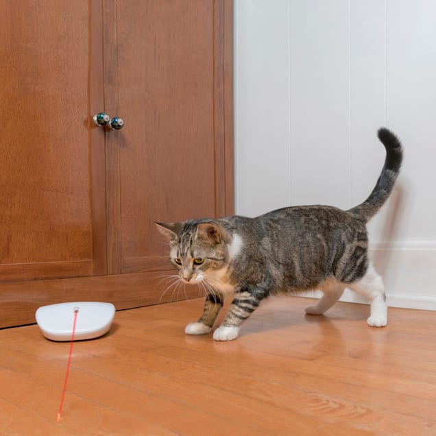 Petco cat laser hot sale