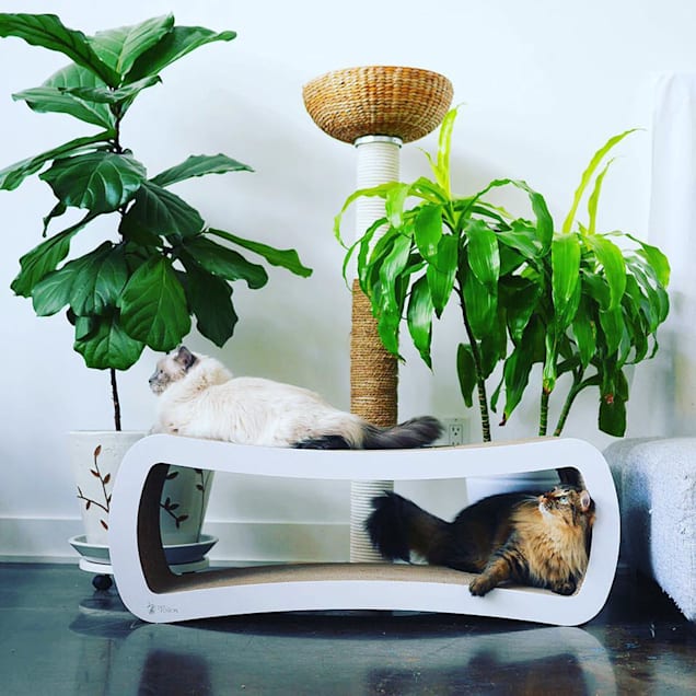 Petfusion cat scratcher lounge groupon clearance