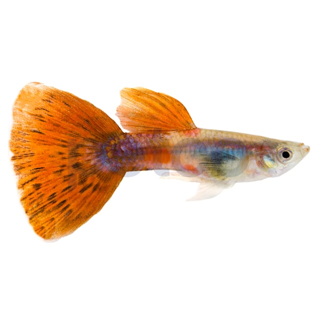 Male elephant ear guppy clearance
