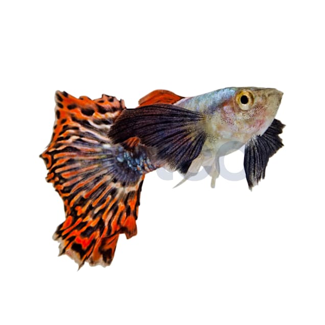 Male Elephant Ear Guppy (Poecilia reticulata) - Carousel image #1
