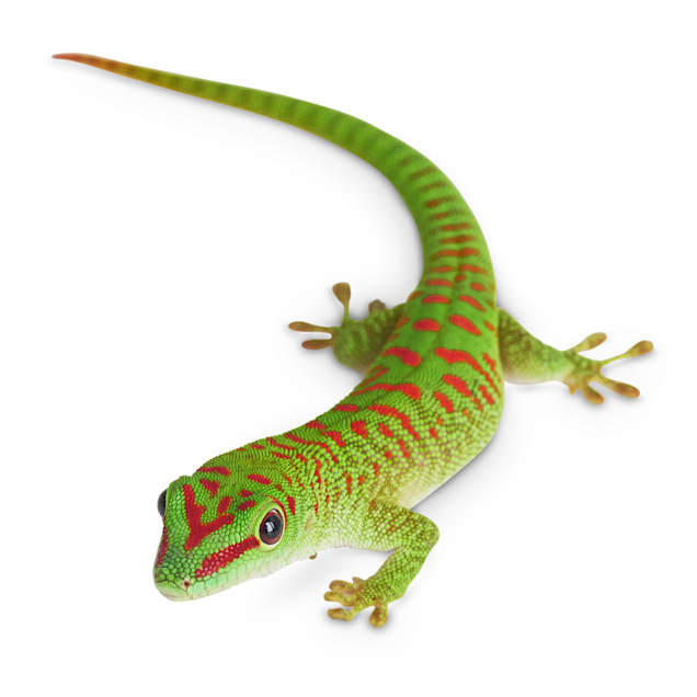 Giant Day Gecko (Phelsuma sp.)