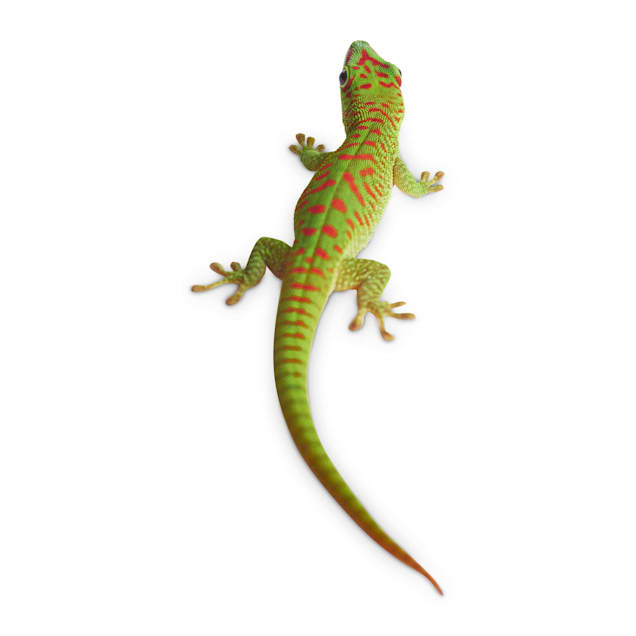 Petco reptile day clearance