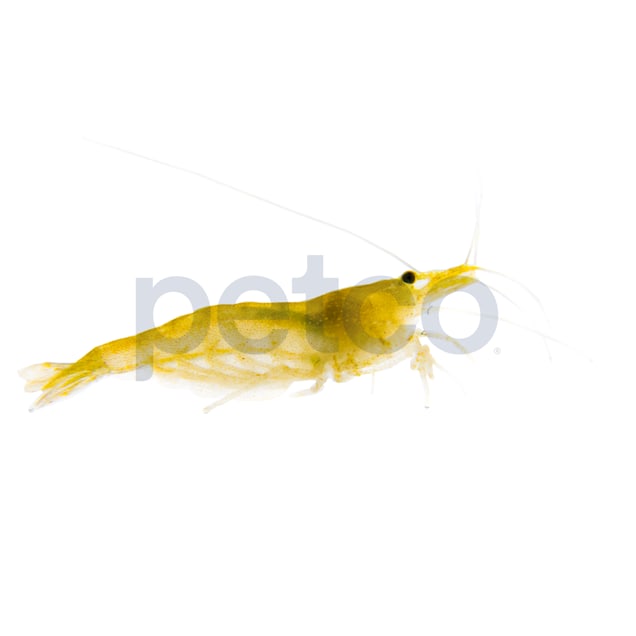 Green Shrimp for Sale: Order Green Shrimp Online