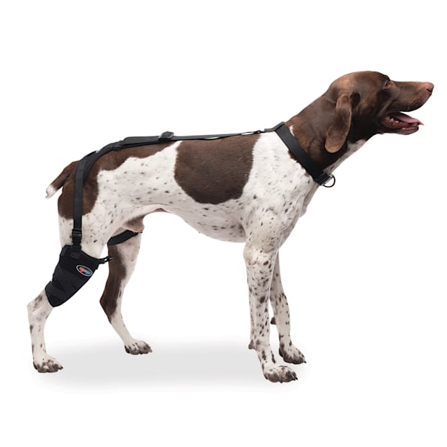 Petco dog bandage best sale