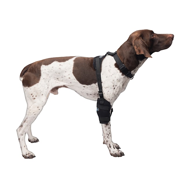 Petco discount dog brace