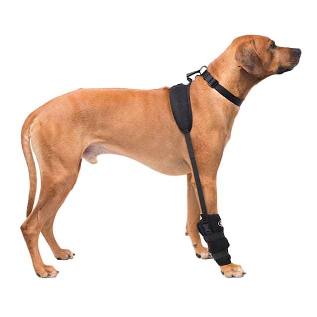 Petco knee brace for dogs top