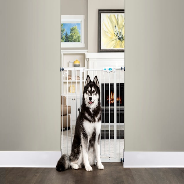 Carlson walk through gate with pet door top